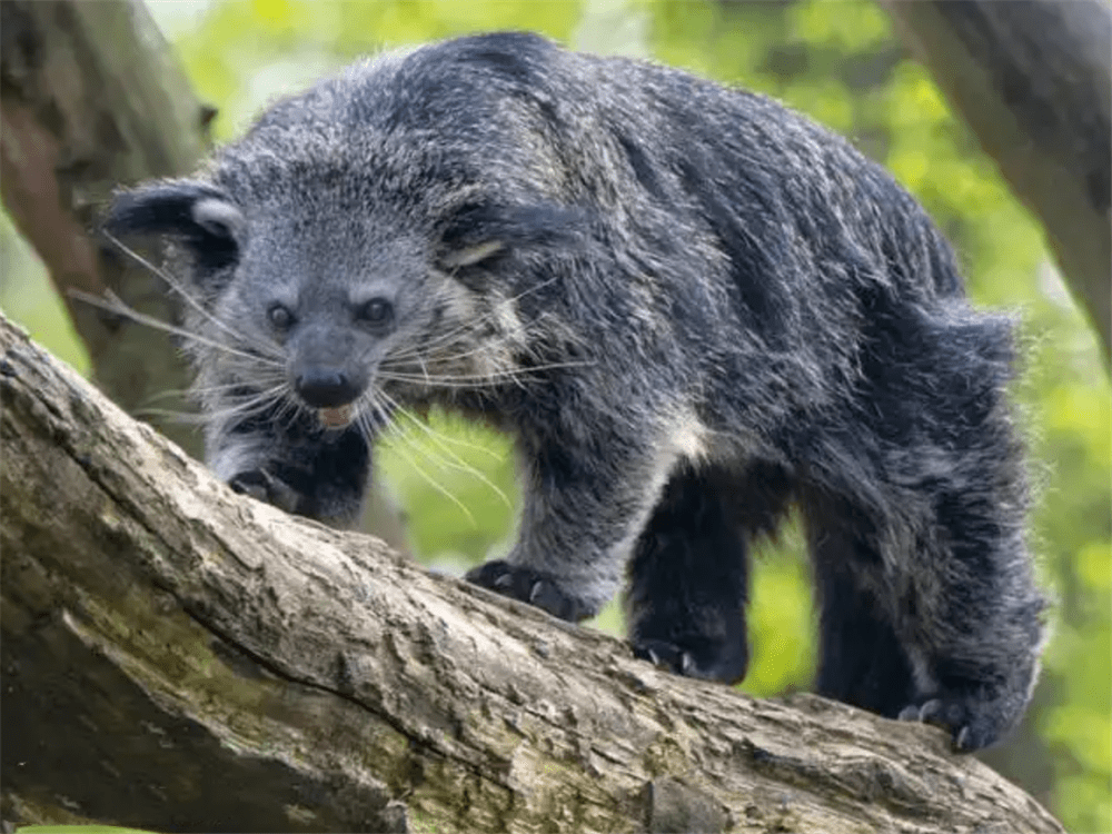 原创高黎贡山出现熊狸用长尾巴缠绕树干倒挂着身体采食果实