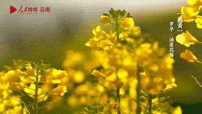 国际生物多样性日丨中国传统色有多美？