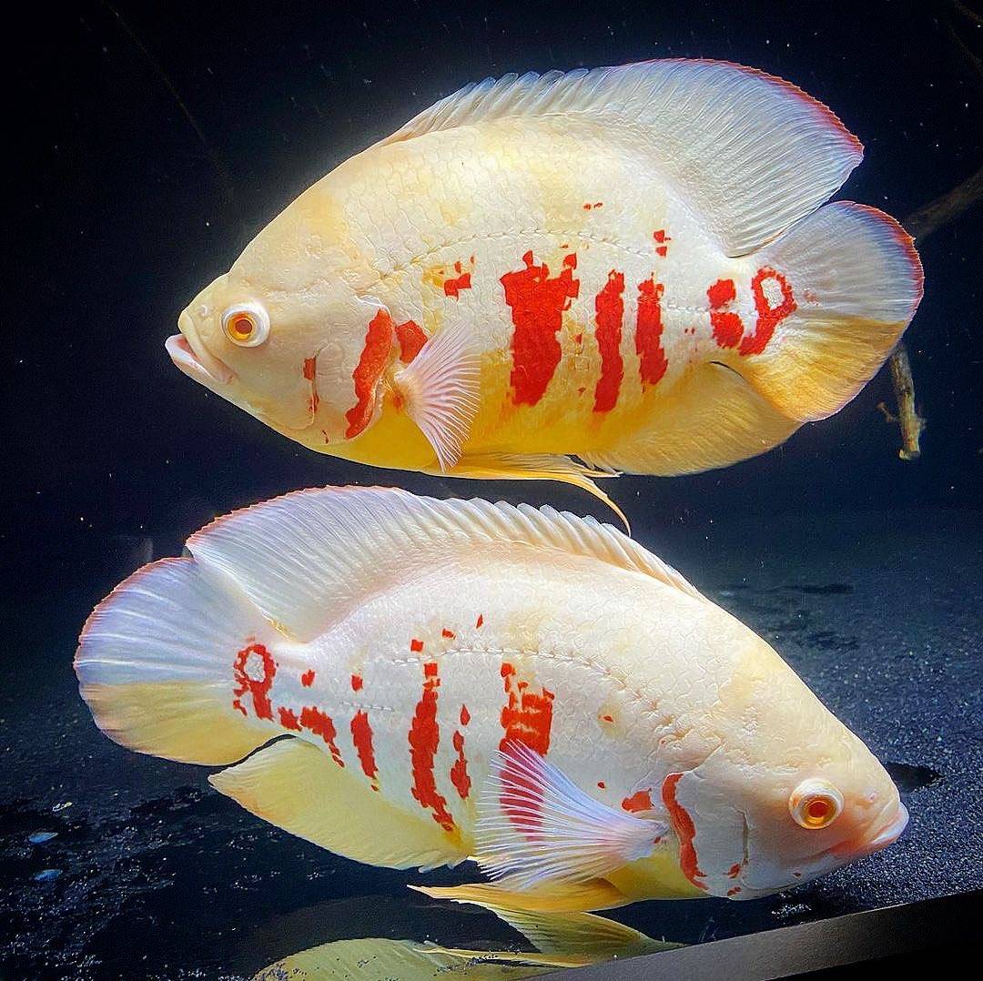 白化地图是地图鱼的亲本形式之一,是体表缺乏黑色素的结果.