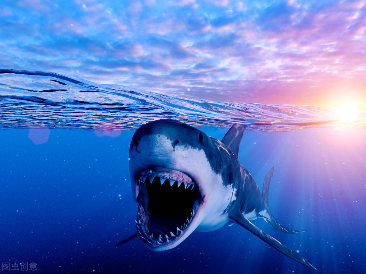 原创最凶猛的鱼类发现更多有趣鲨鱼冷知识你知道多少