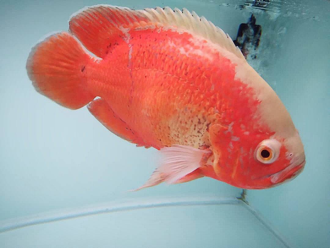 地图鱼有几种颜色有哪些品种1