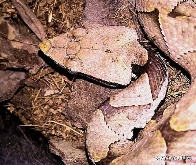 原创永不低头的毒蛇五步蛇为何毒性不高却更可怕