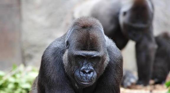 非洲大猩猩是艾滋病的起源者，它们是怎么把病毒传播给人类的呢？