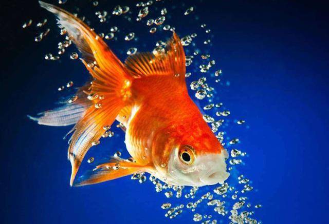 原创鱼病防治金鱼在水面吐泡泡的原因分析