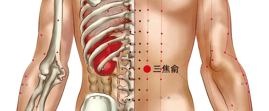 名松堂中医说 三焦通 百病消 腰部有一穴位三焦俞 可以调理三焦 补肾强腰 主治 的作用 脊柱