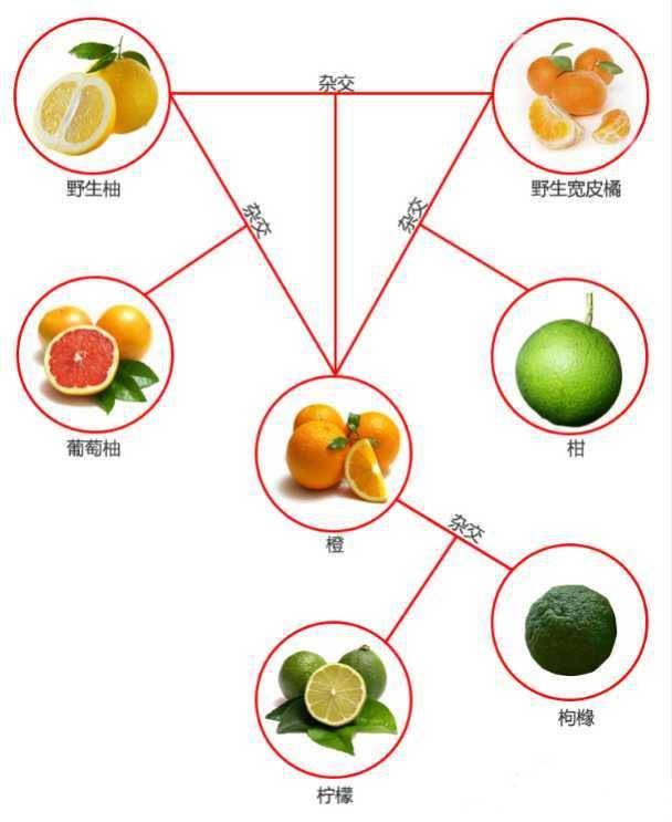 柑桔与柑橘区别