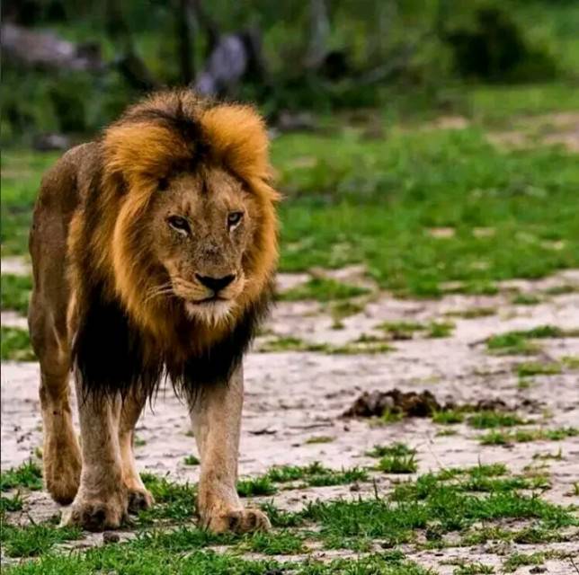 原创减员严重的伯明翰雄狮联盟依然是萨比森的强大力量