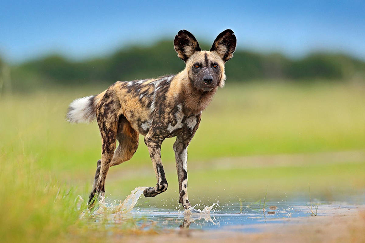 非洲野犬的生存信念:少年强,则种群强