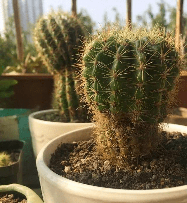 刚买回来的仙人球,怎么养?_进行_植物_变化