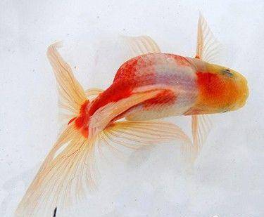 金鱼的体色是如何形成的 色素 反光 细胞