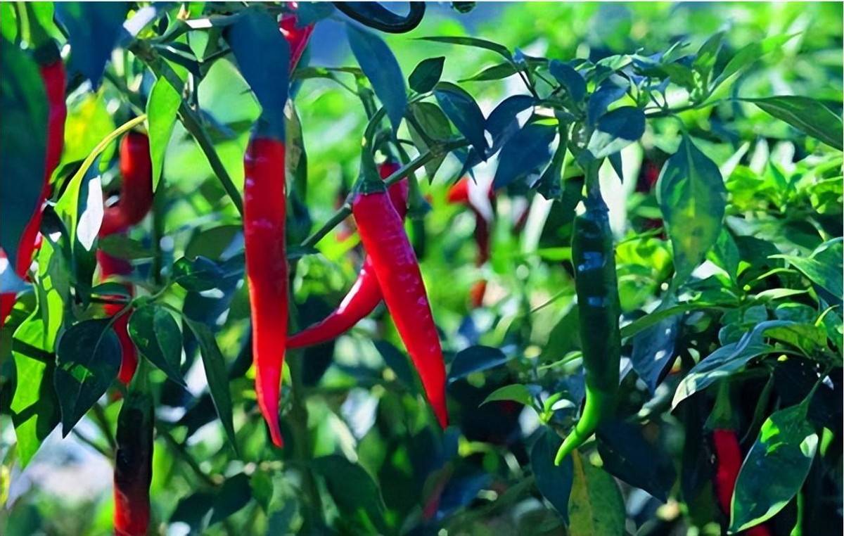中山一女子把辣椒种成了一颗树,这事到底是真是假?_我国_人们_植物