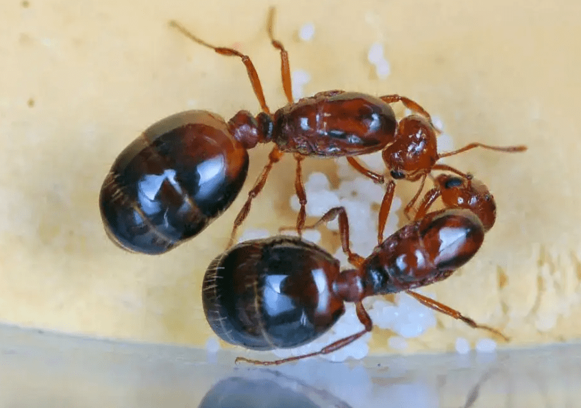 原创我国本土这种黑蚂蚁单挑完克红火蚁为何不大量养殖抑制蚁害