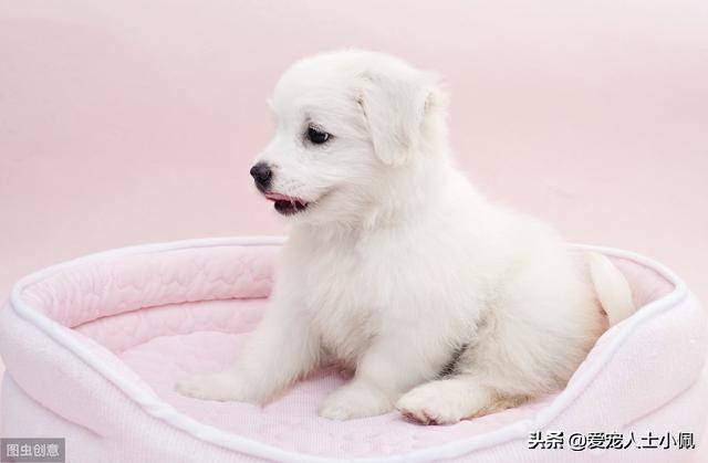 狗狗的一生有哪些阶段 饲养上有什么要注意的 疫苗 公狗 问题