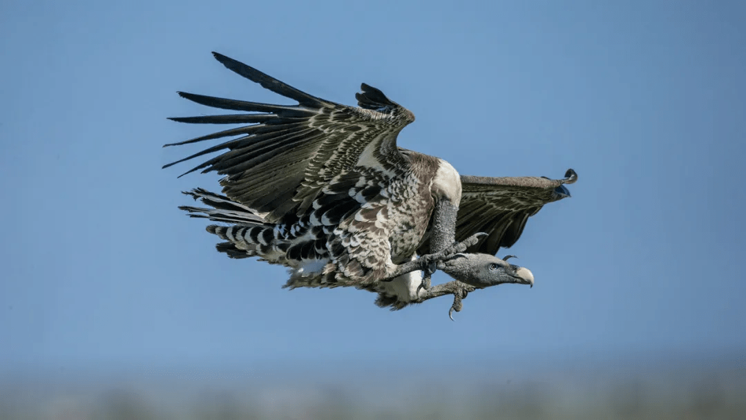 top5 世界上飞得最高的鸟,有些每年都能飞越珠穆朗玛峰_兀鹫_大天鹅