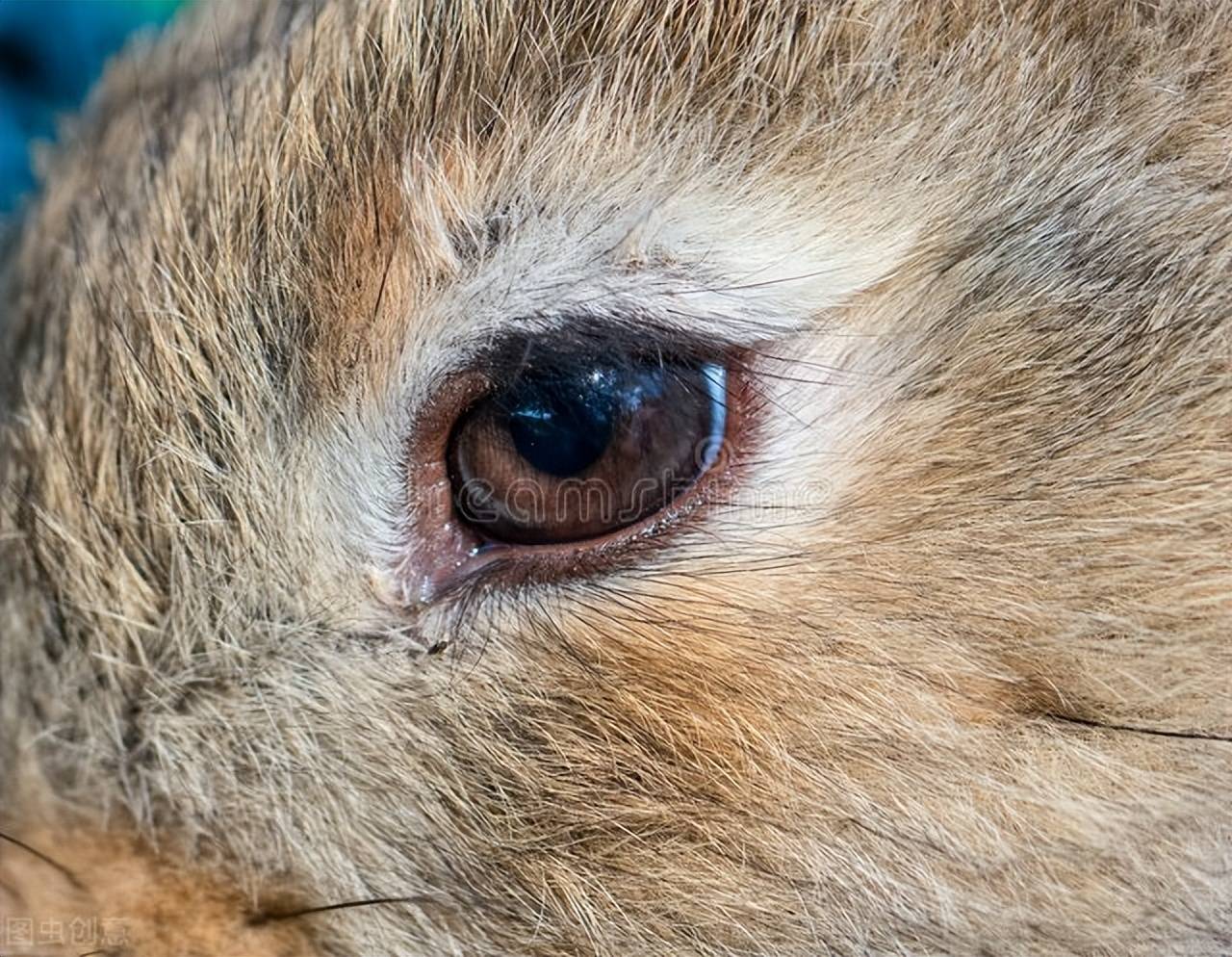 兔子眼的样子图片