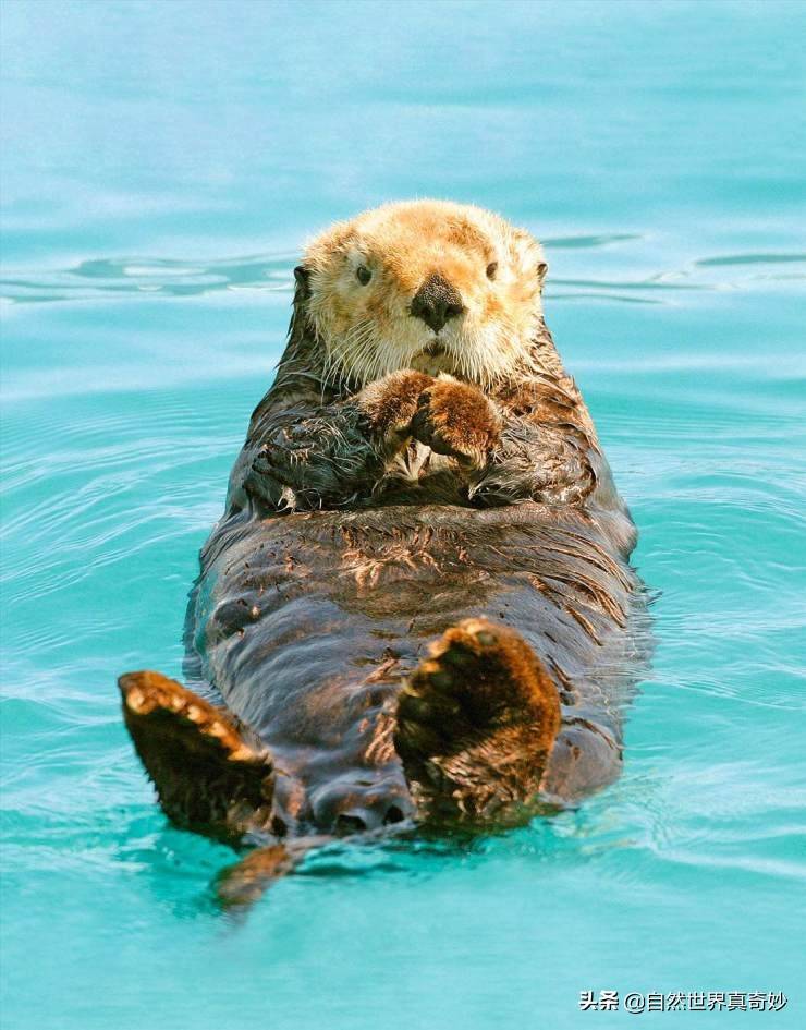 原创超可爱的海獭会用石头做工具还懂得收藏石头智商真高