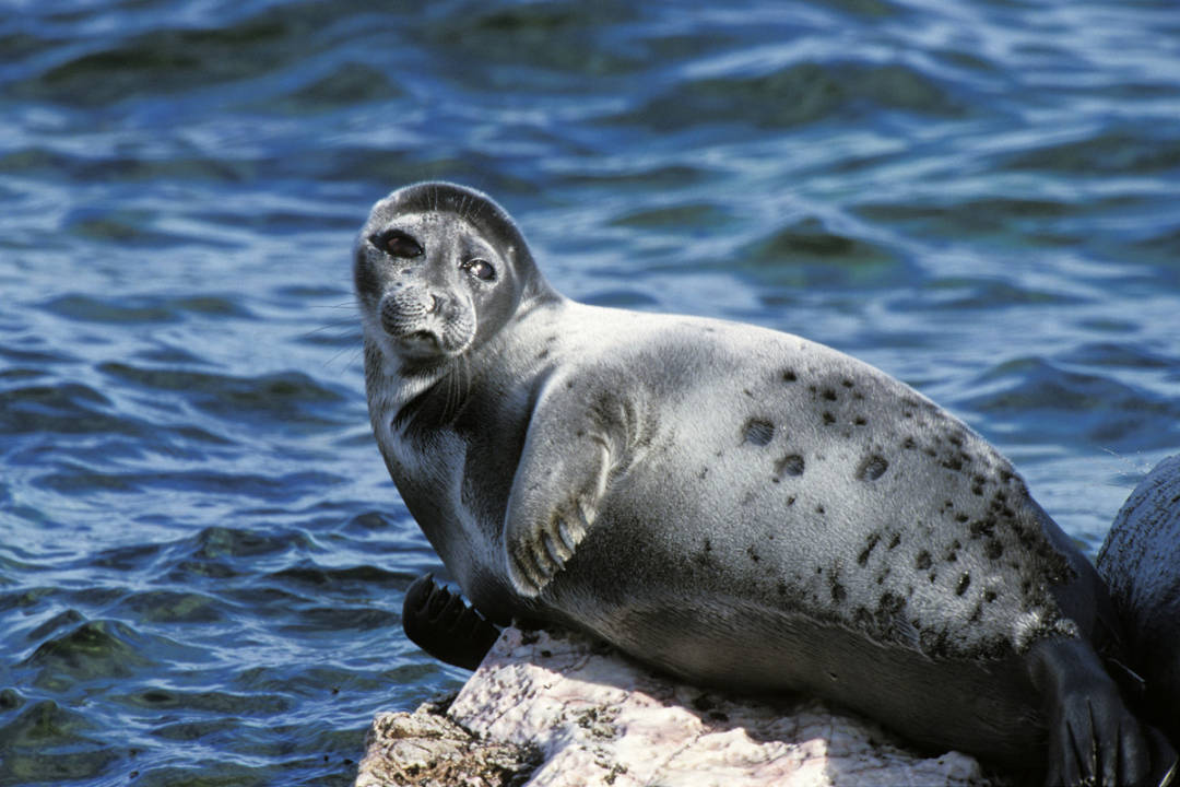 原创地球上的超级蓄水池贝加尔湖到底有多少水答案超出想象