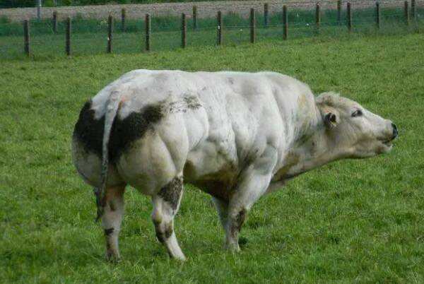 皮埃蒙特牛利木赞牛是一种原产于法国中部,目前在世界上许多国家有着