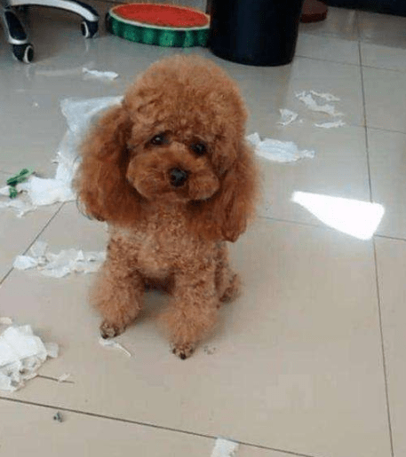 惩罚泰迪犬时,这些禁忌不能犯,不但会伤害它也会让它恨你!