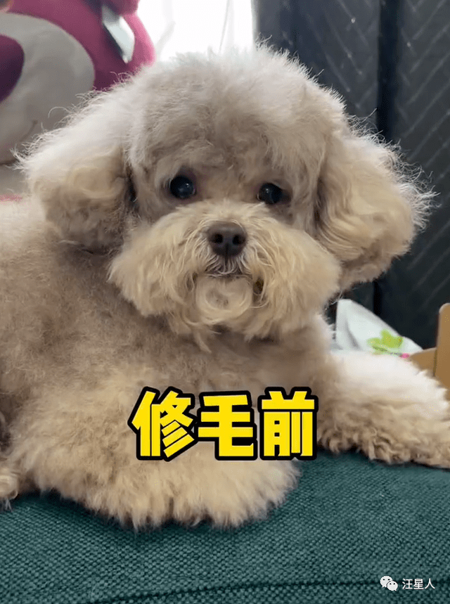 "我给我家狗子修了腿毛,然后……哈哈哈哈哈!"_贵宾_主人_网友