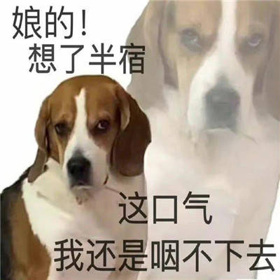 带文字照片表情包图片