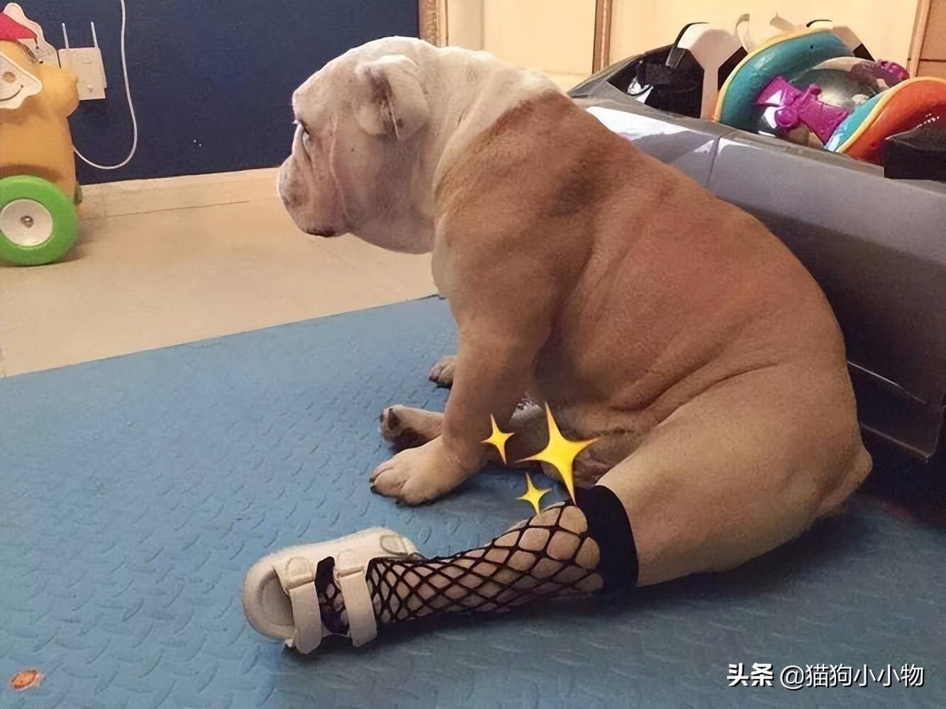 当你在"撸狗"时,你知道修狗的脑袋在想什么吗?