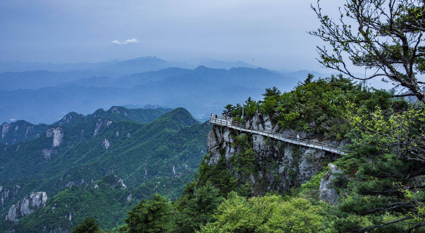 河南堯山:海拔1700米的秀雅杜鵑盛開_景區_魯山縣_平頂山