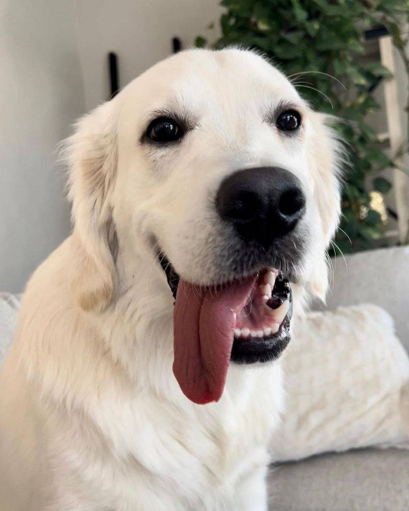 小金毛的成长史挑战,2~6个月变化超级大_狗狗_路易_身形