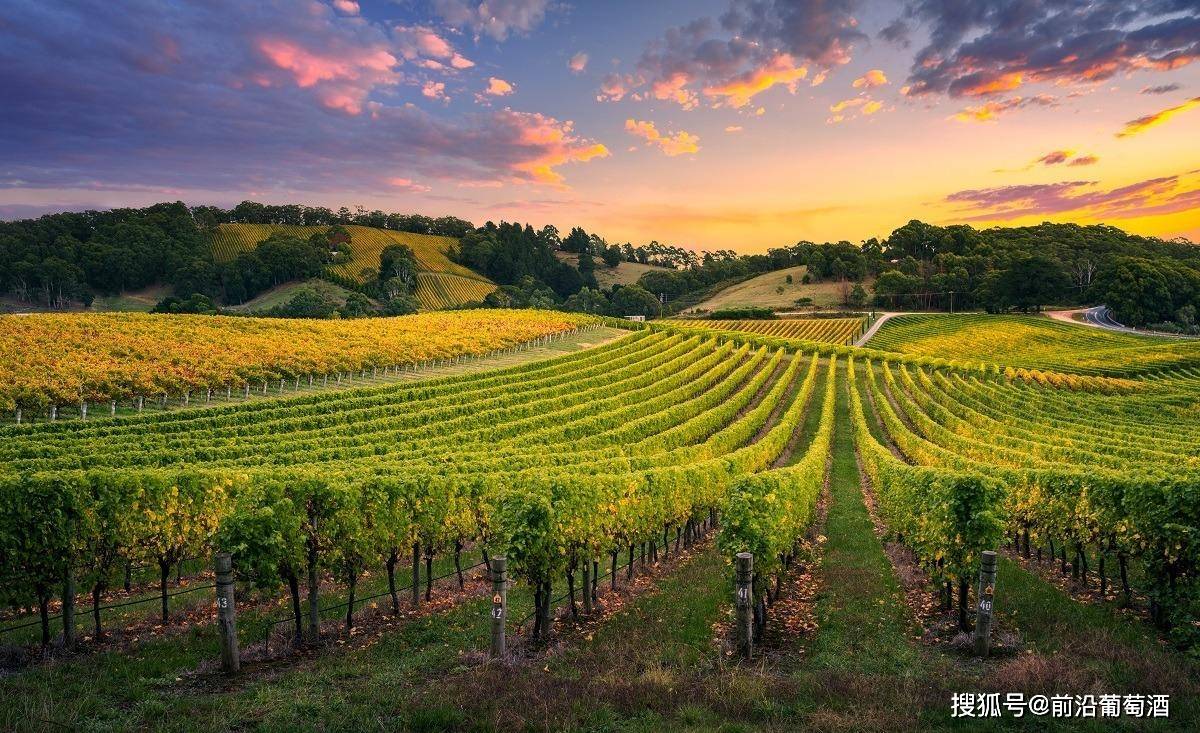 原创法国勃艮第阿罗斯高登aloxecorton产区的葡萄酒简介