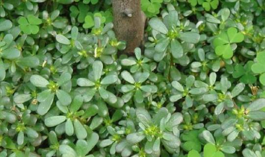 马齿笕加白酒泡一泡,白发变黑发!