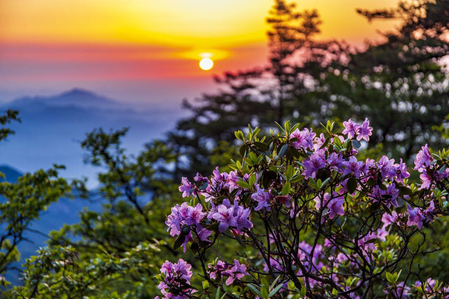 鲁山县平沟杜鹃岭图片