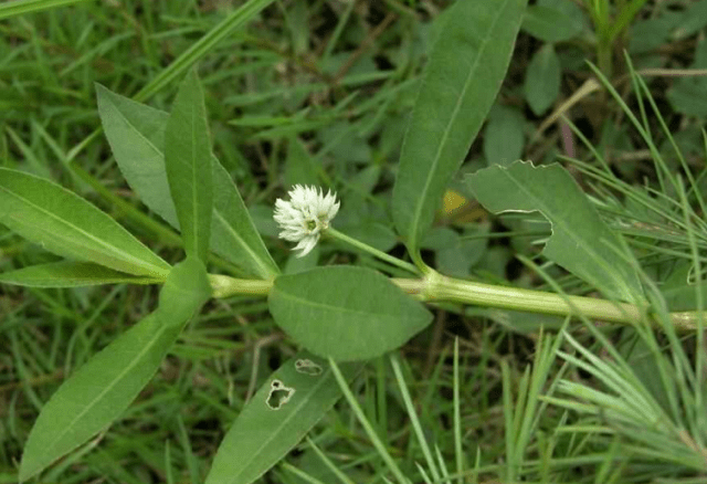 这些花生草应该都是人工培育出来的,大多都不是野生的,因为野生的