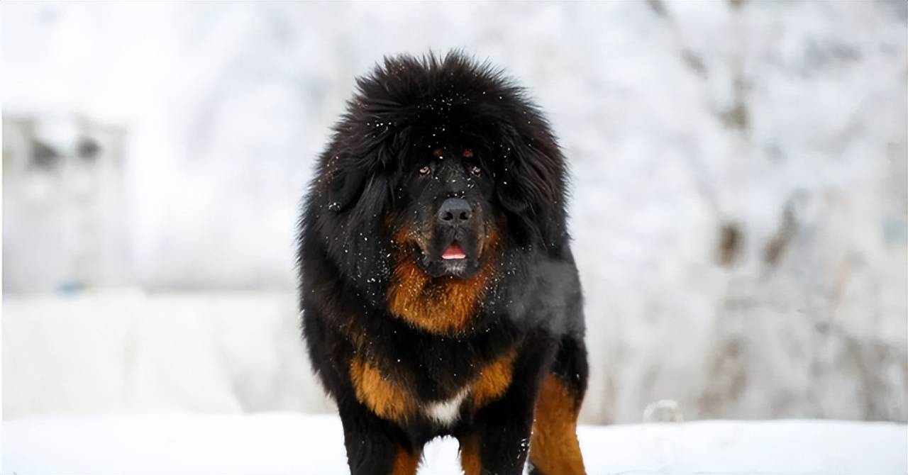 曾站上神坛的藏獒,它的真实战力,在野生动物中算什么档次_中国_猎物