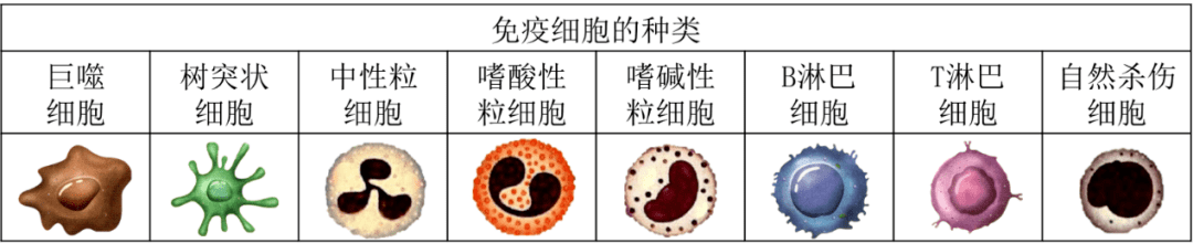 免疫细胞有哪些?最通俗的免疫细胞科普