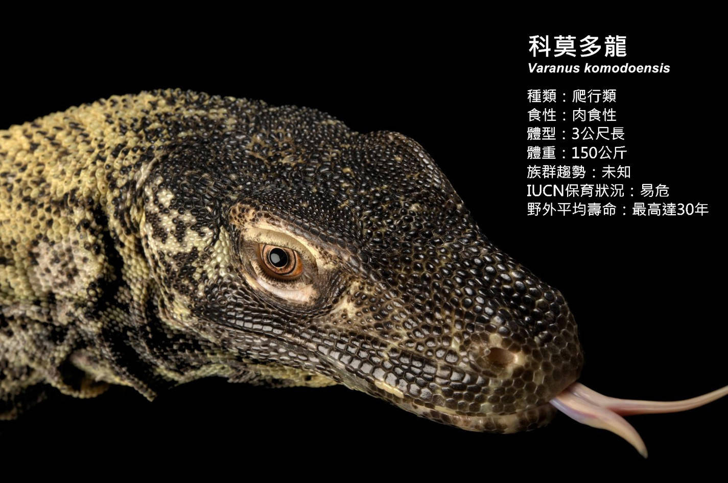 与恐龙完全不沾边,不过科莫多龙的英文名叫做komodo dragon,dragon是