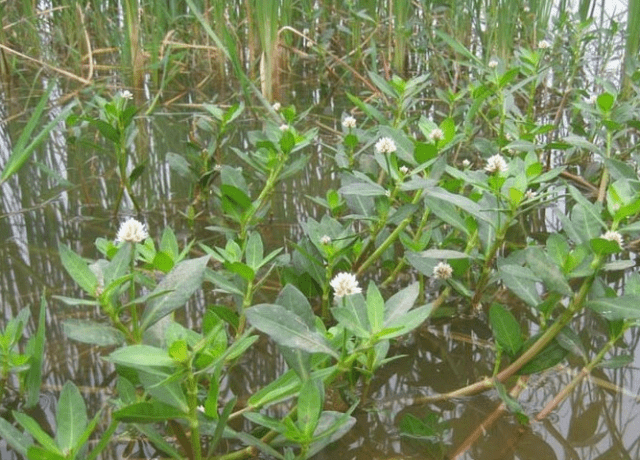 一种水嫲嫲草城里5元一斤是好菜老农来我家管饱
