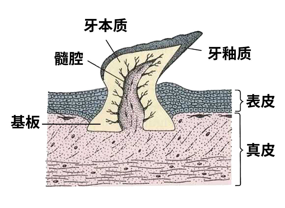 鲨鱼的表皮上布满了鳞片,叫做盾鳞,盾鳞不仅长得像牙齿,而且结构几乎