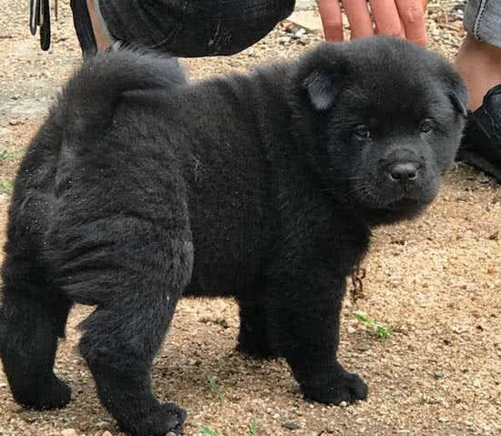 原创男子市场上被黑狗吸引花高价将其买下邻居却嘲笑我被骗了