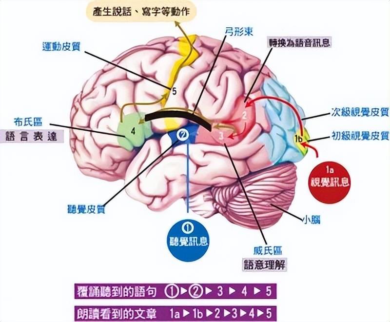 自闭症孩子没有语言表达能力,可以从这4方面做尝试_儿童_发音_大脑