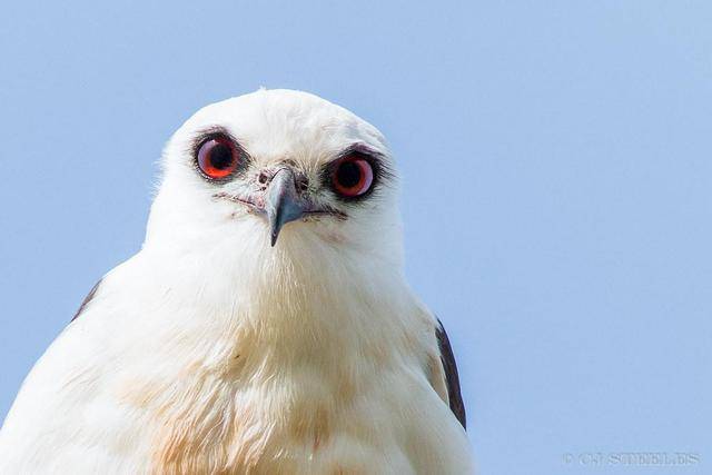 纹翅鸢唯一在夜间捕食的鹰类但新研究发现它们没有夜视能力