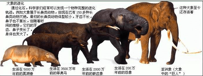 地球上最尴尬的事:交配时变化石,4700万年后还要被围观_脊椎动物_进化