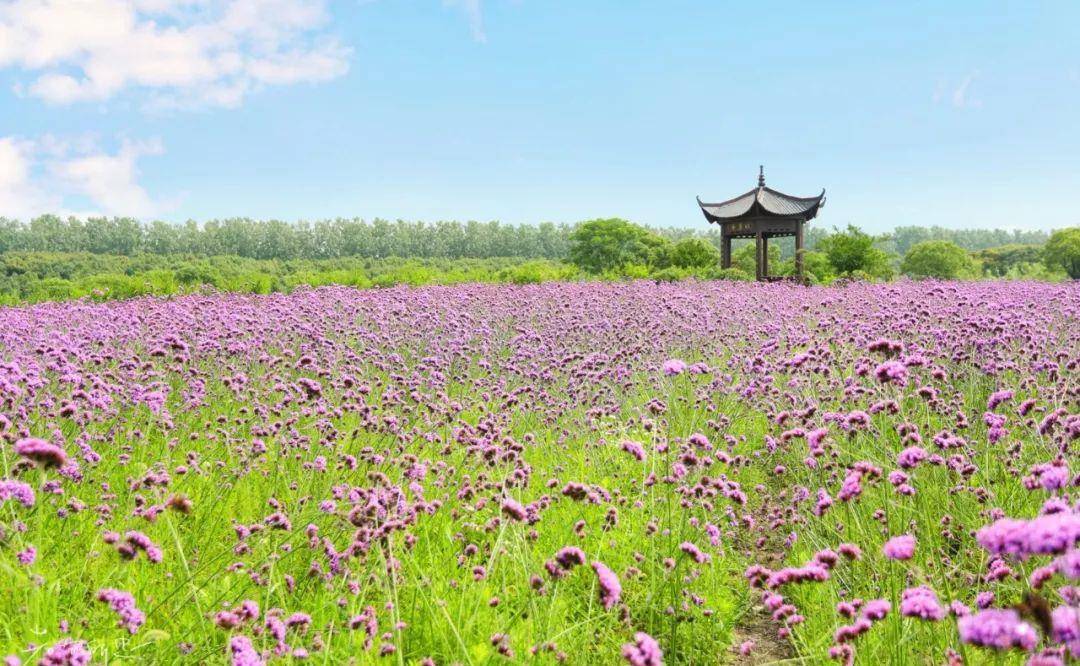 原创             离上海一小时、苏州半小时，这里有满池荷花、紫色花海和原味江南