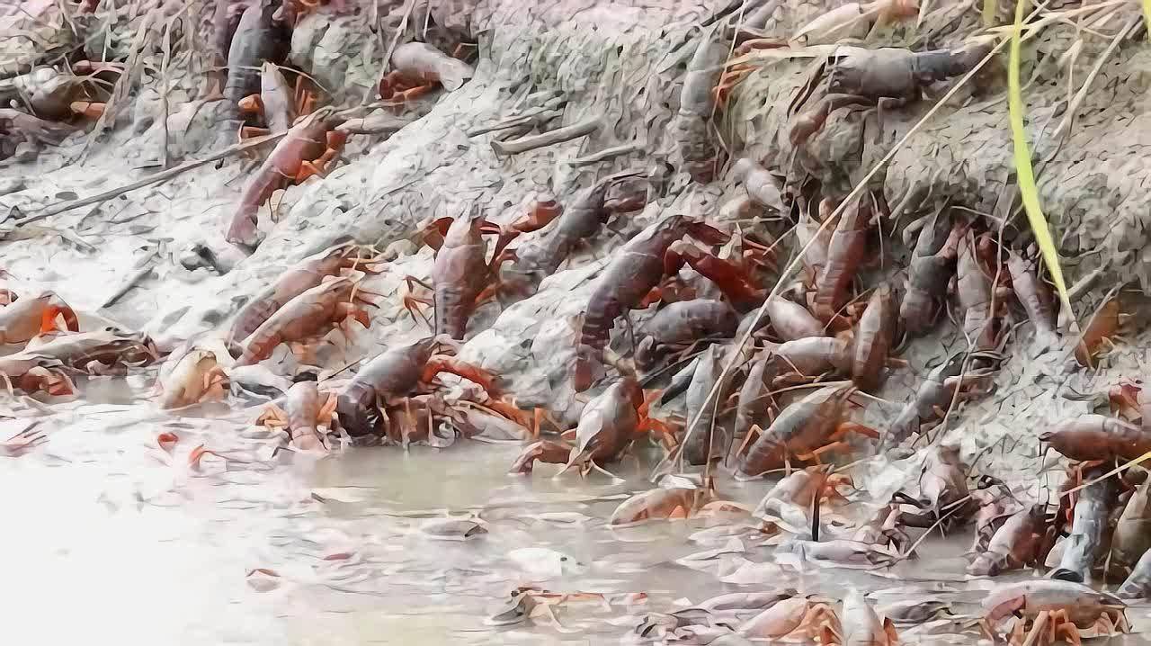 小龙虾季节到来宝宝只能看看吗真相是