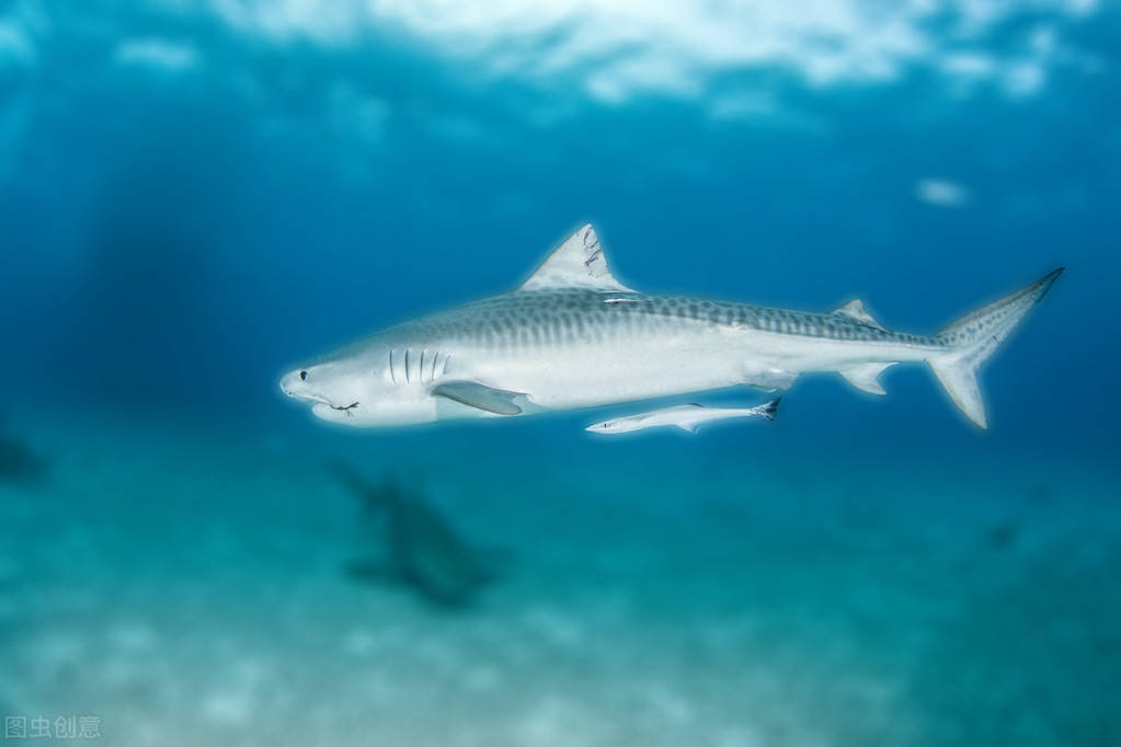 大白鯊並不是最大的鯊魚世界鯊魚排行榜最大的是遠古巨齒鯊