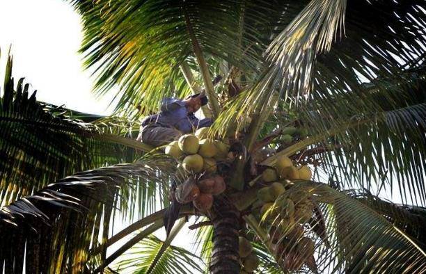 盛产椰子的海南，为何还要从东南亚进口大量椰子？原因很真实