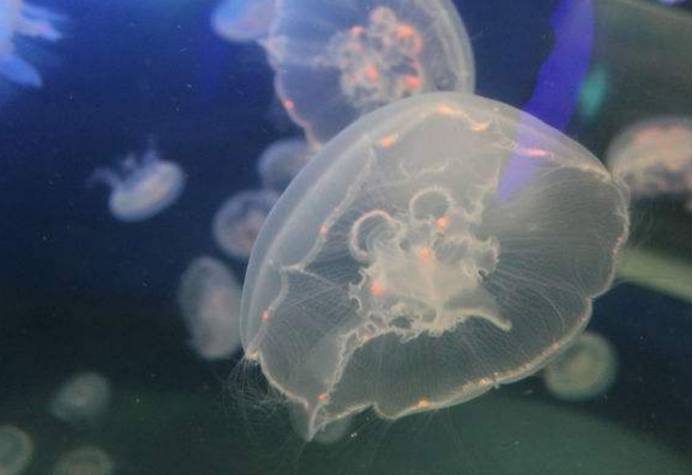 原创存活了6亿年的桃花水母它被称为水中大熊猫如今濒临绝迹