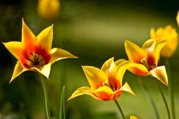 从7月6日开始 日子越过越顺 生活越过越美的3大星座 爱情 狮子座 目标