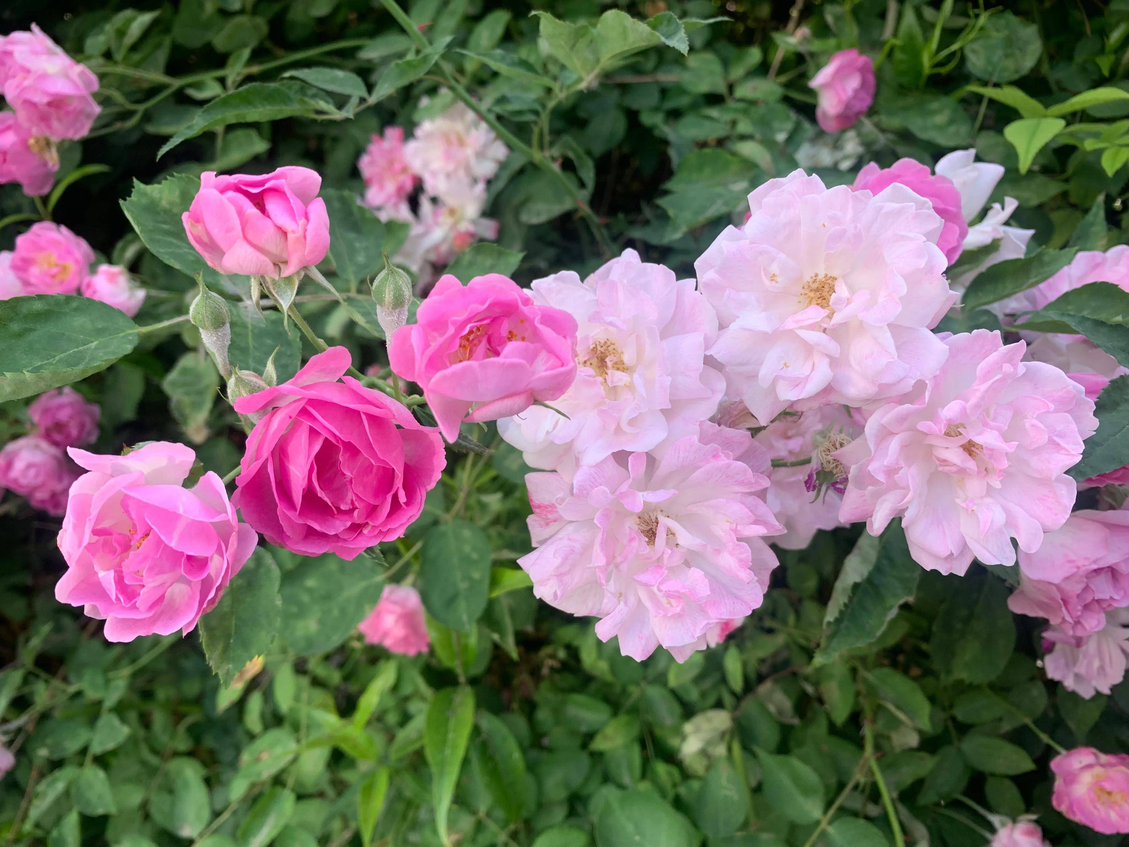 各种各样美丽的蔷薇,真是太美了_枝条_色彩_季节