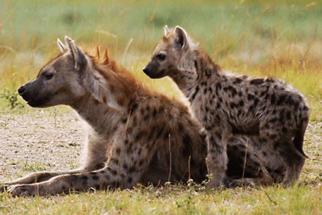 雄狮也不敢惹它,网友:非洲最恶心的动物_鬣狗_狮子_食物链