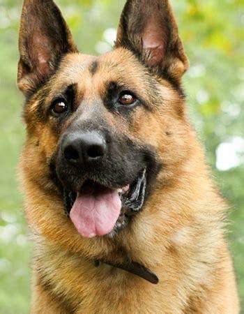 原创本是同根生相煎何太急德国牧羊犬内斗弓背平背正统之争